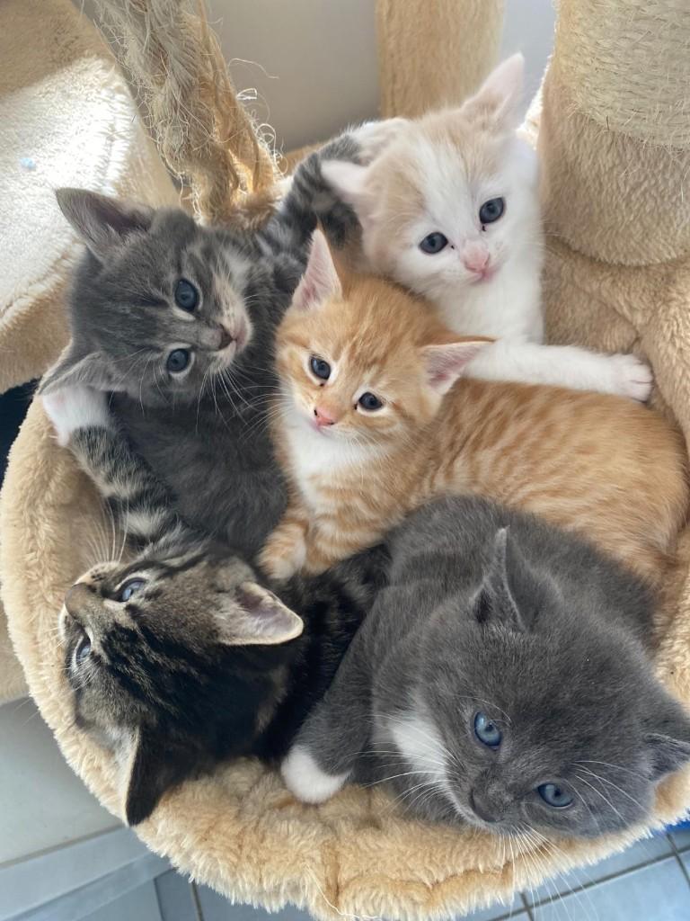 Super lieve kittens, 7 weken oud, Dieren en Toebehoren, Meerdere dieren, Kortharig, 0 tot 2 jaar