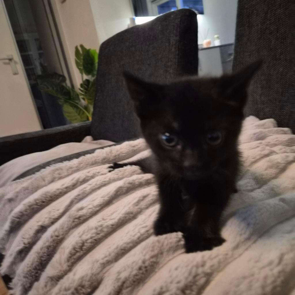 Prachtige Zwarte kitten (kruising), Poes, Kortharig, 0 tot 2 jaar