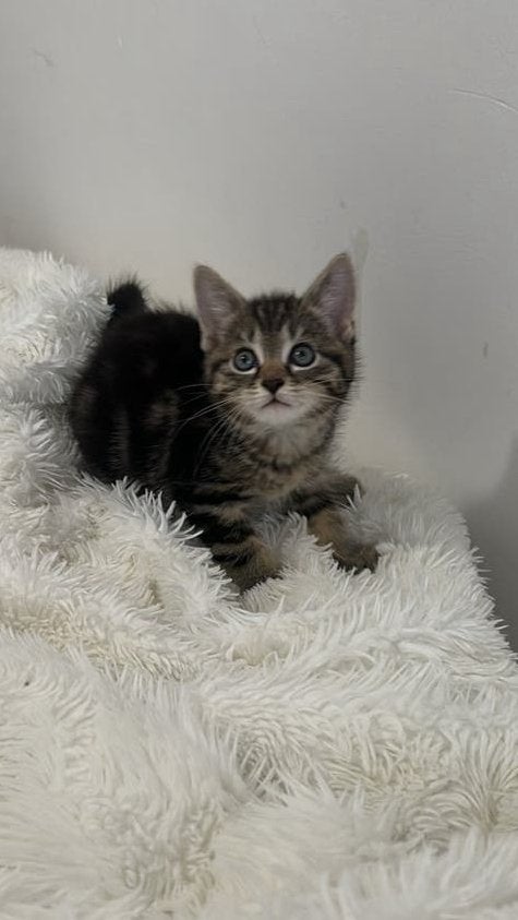 Katertje, Kater, Kortharig, 0 tot 2 jaar