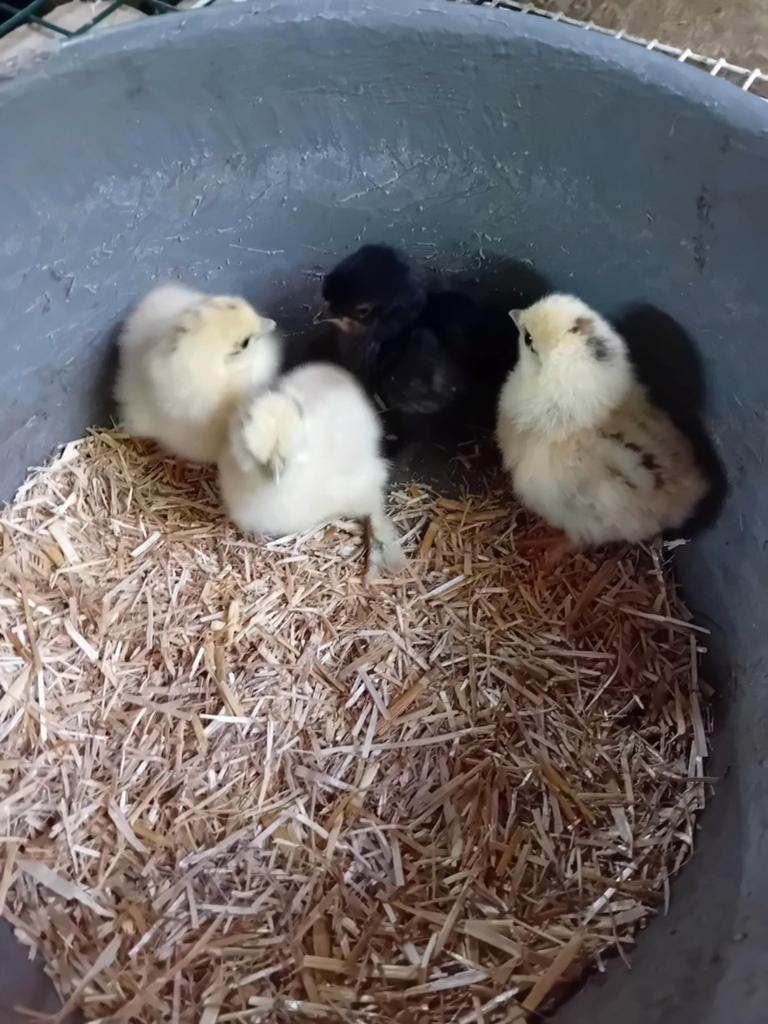 Zijdehoen zijdehoenders kuikens, Dieren en Toebehoren, Pluimvee, Geslacht onbekend, Kip