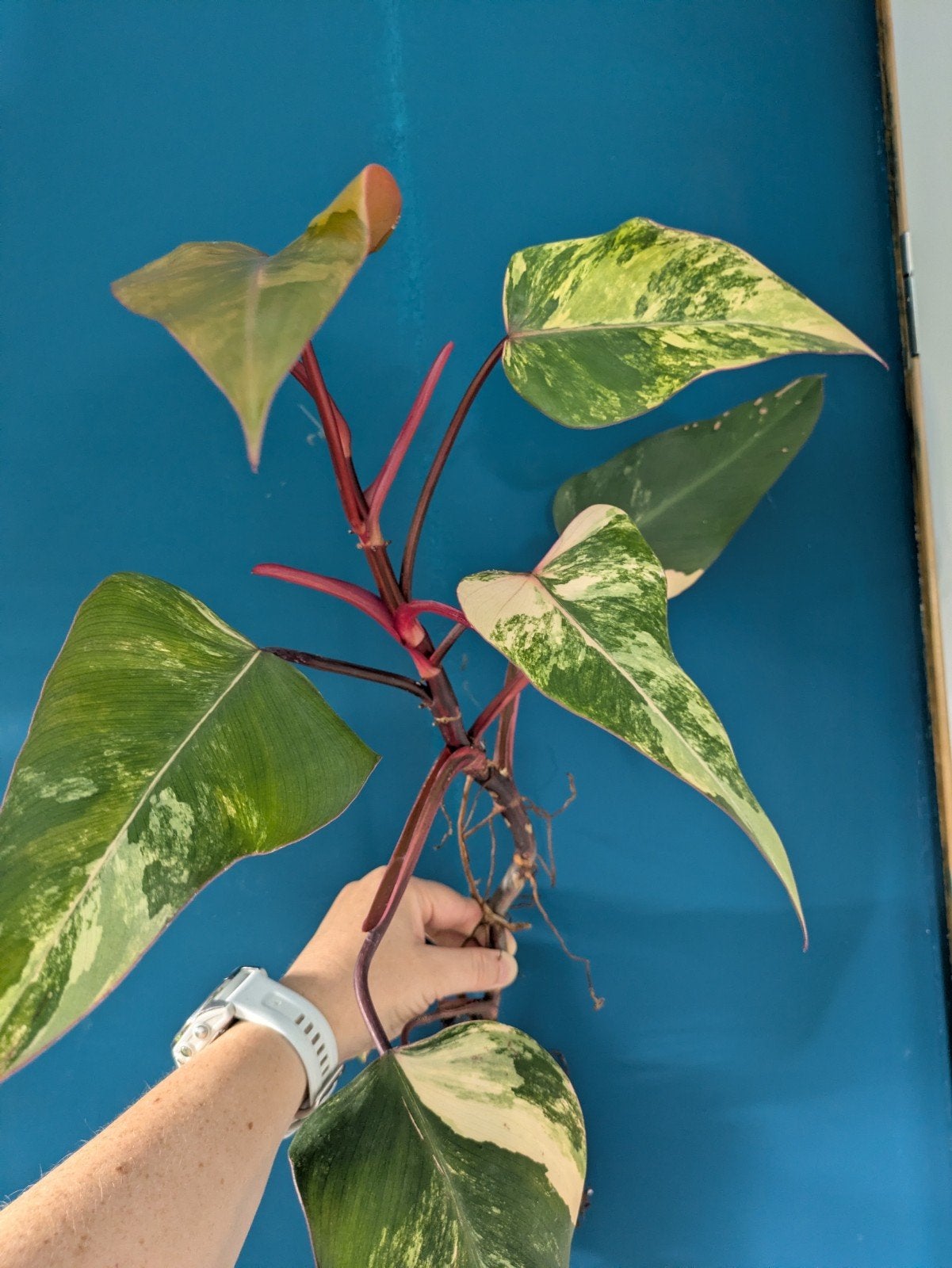 Philodendron Strawberry Shake bladstekken, Ophalen of Verzenden, Halfschaduw, Minder dan 100 cm