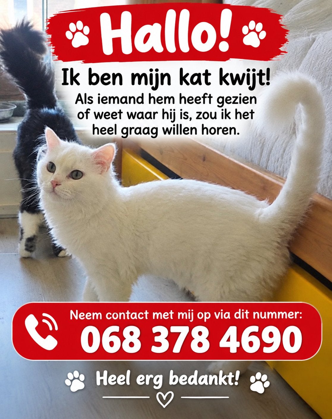Mijn kat is kwijt., Dieren en Toebehoren, Vermiste en Gevonden Dieren, Kat
