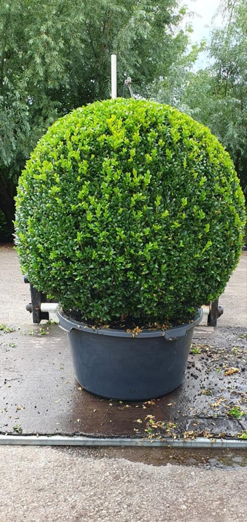 Mooie grote buxusbollen, Tuin en Terras, Planten | Tuinplanten, Overige soorten, Ophalen