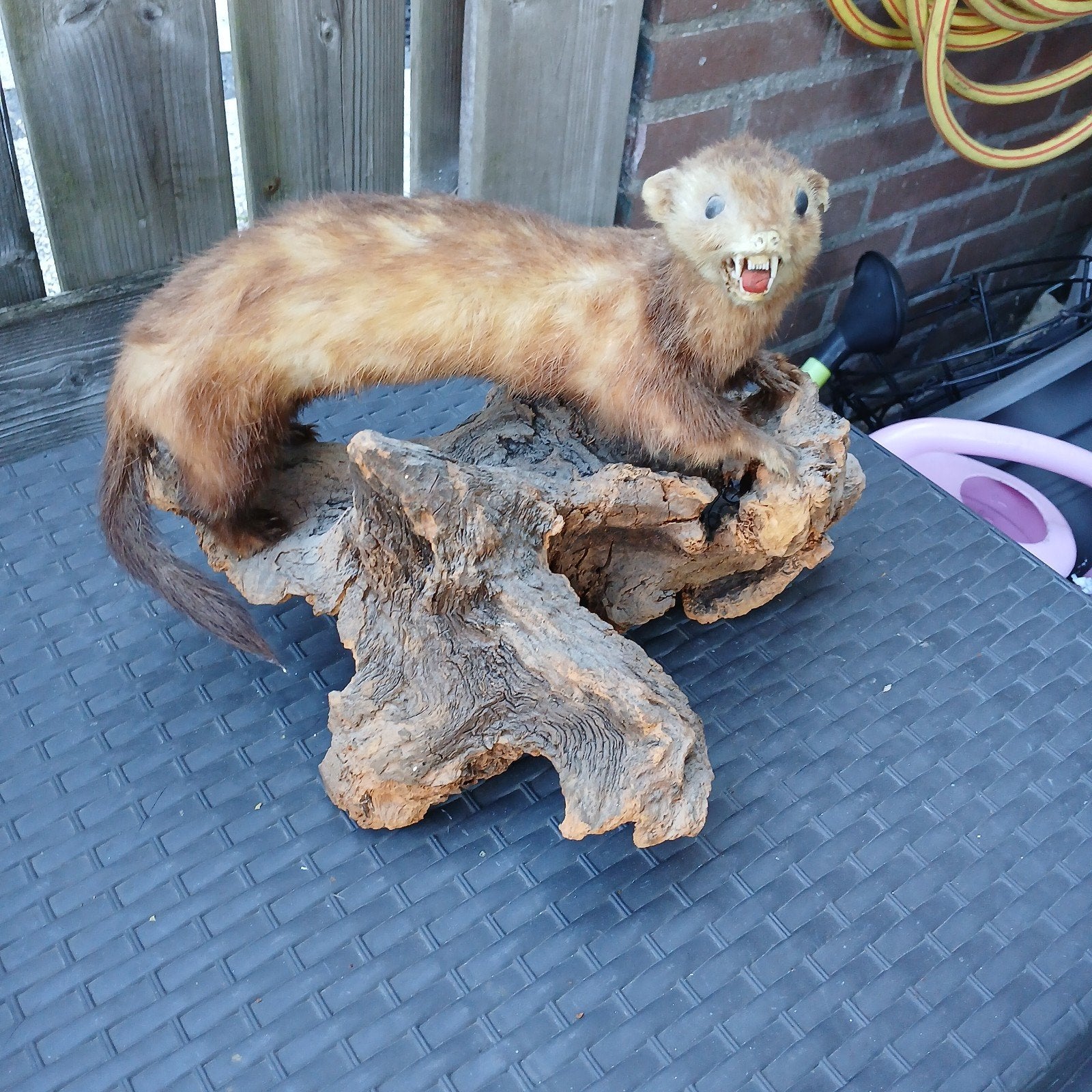 Opgezette Fret/Bunzing in Agressieve Houding op Houten Stron, Ophalen of Verzenden, Gebruikt, Wild dier, Opgezet dier
