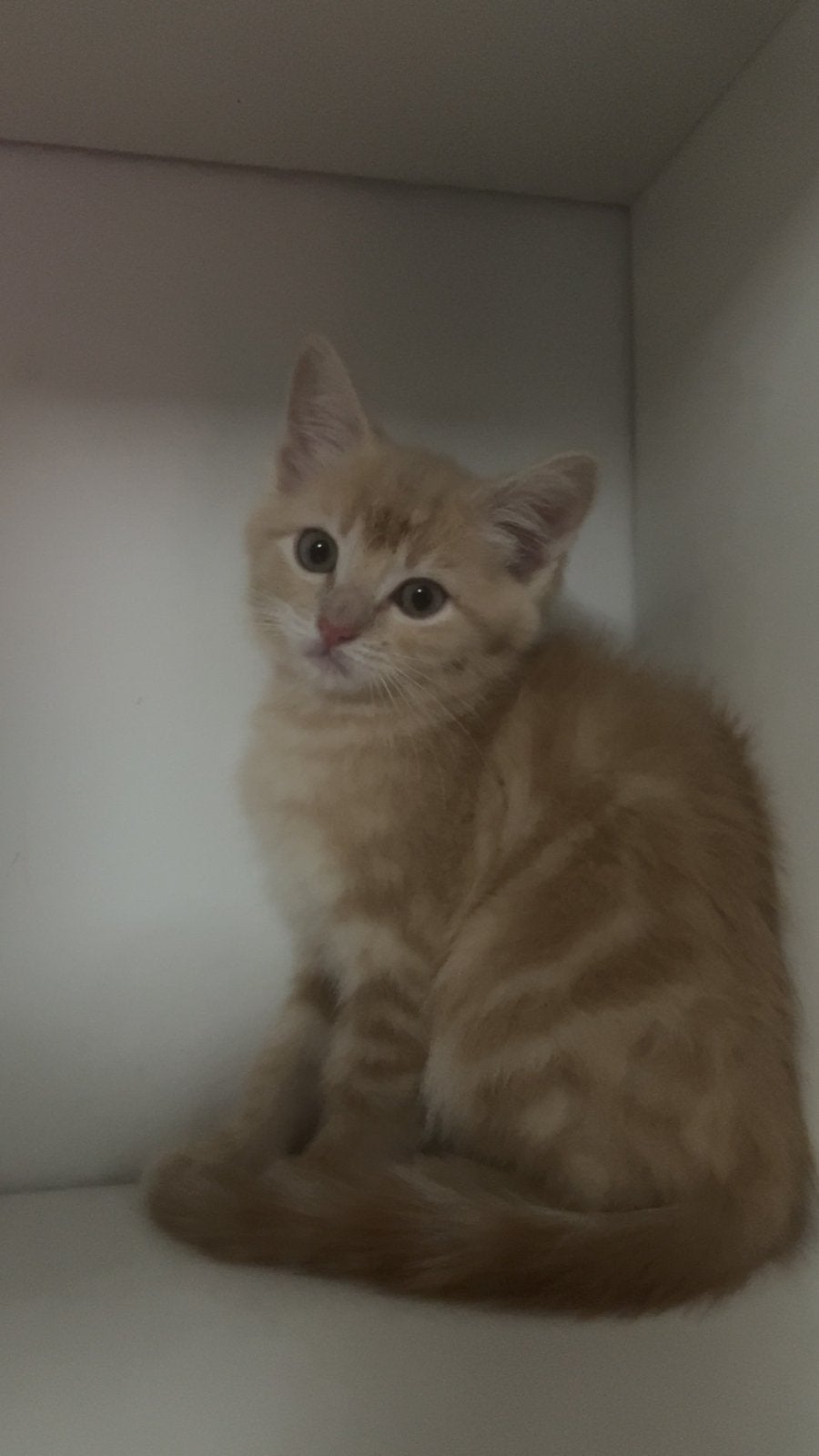 Brits korthaar kitten, Dieren en Toebehoren, Katten en Kittens | Raskatten | Korthaar, Kater, Ingeënt, 0 tot 2 jaar