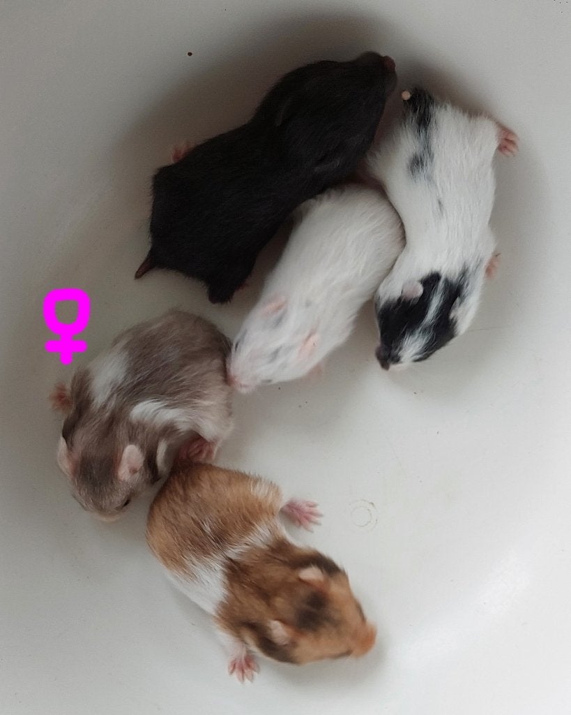 Nestje Syrische (goud)hamster