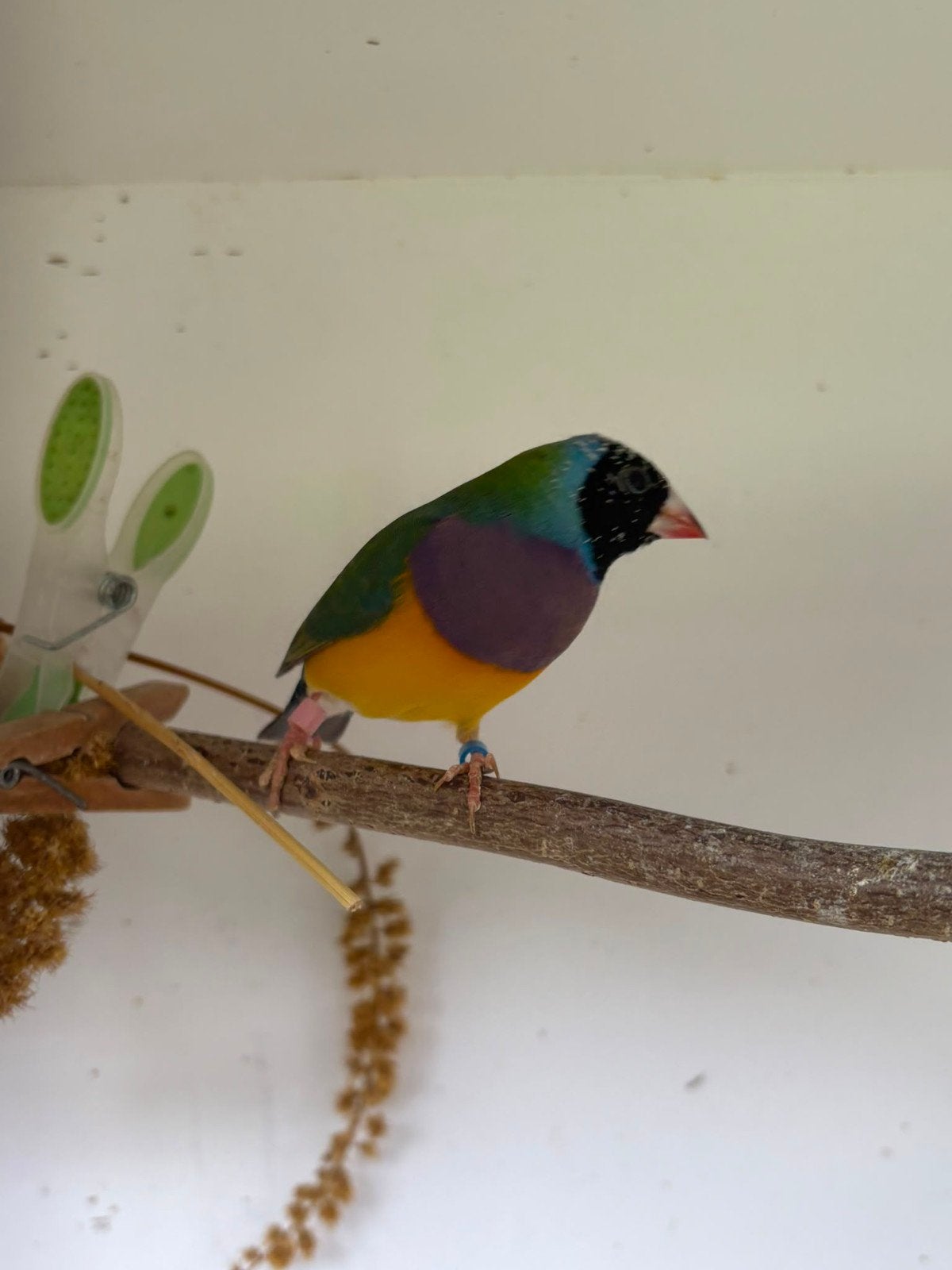 3 gouldamadine mannen, Dieren en Toebehoren, Vogels | Overige Vogels, Mannelijk