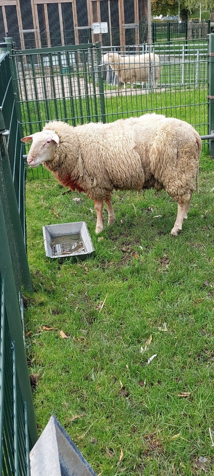 friese gekeurde dekram, Dieren en Toebehoren, Mannelijk, Schaap, 0 tot 2 jaar