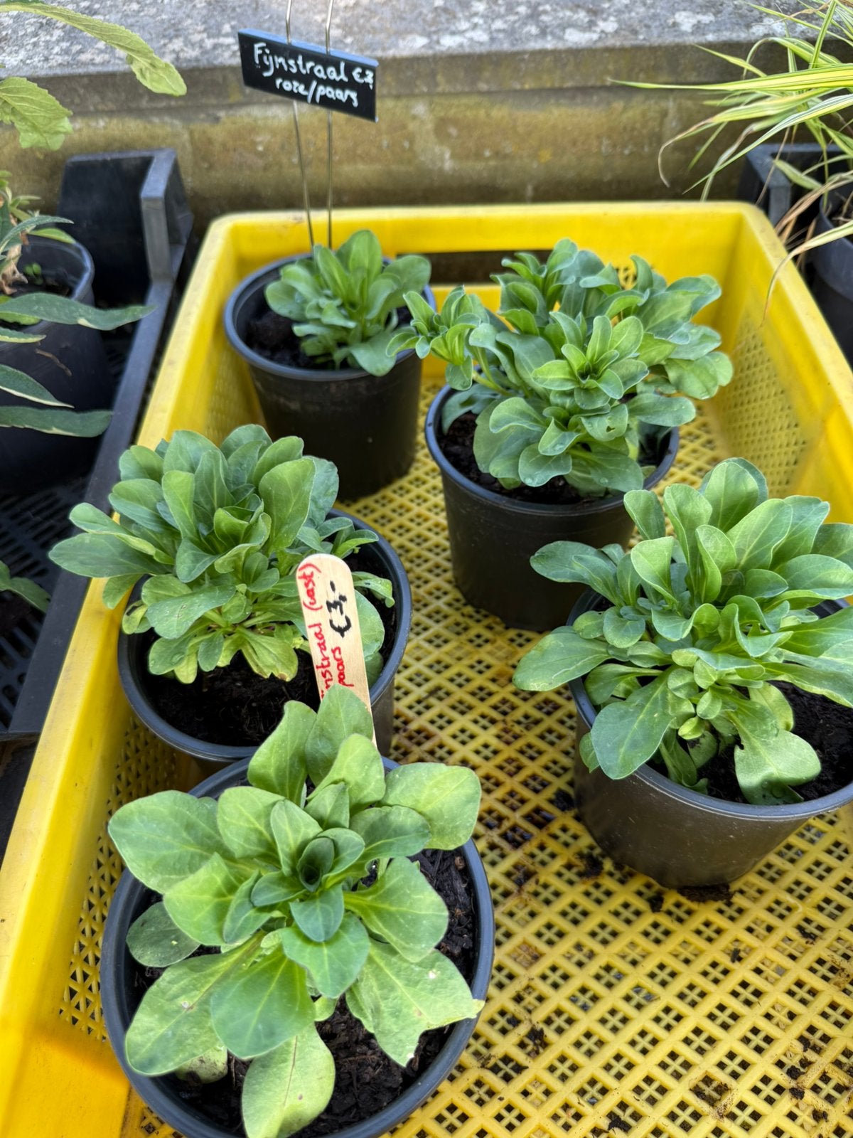 Planten, Tuin en Terras, Ophalen, Overige soorten, Volle zon