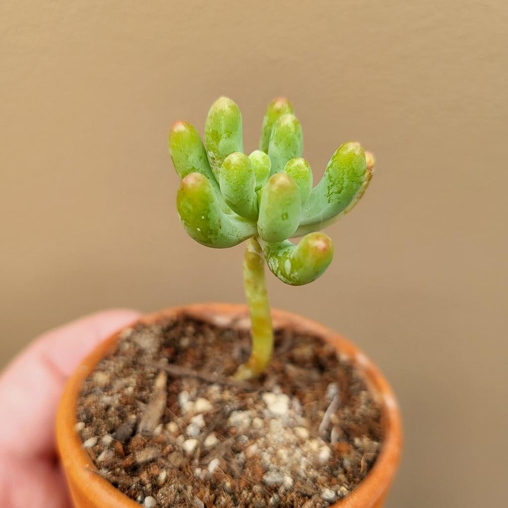 Sedum Pachyphyllum Blue Jelly Bean, Verzenden, Vetplant, Volle zon, Minder dan 100 cm