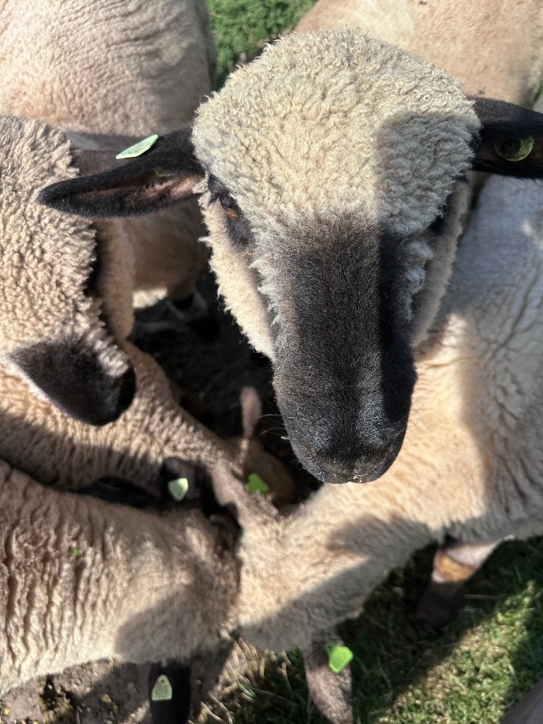 Hampshire down ooi, Vrouwelijk, Schaap, 0 tot 2 jaar