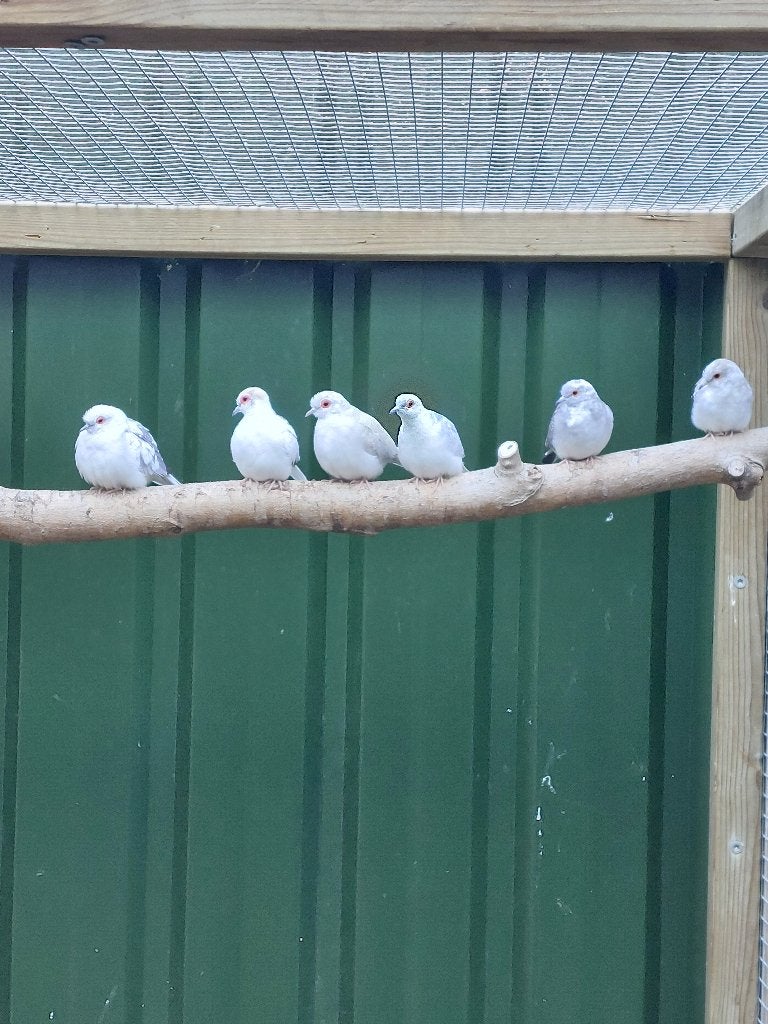 Bonte Diamantduiven, Meerdere dieren, Overige soorten