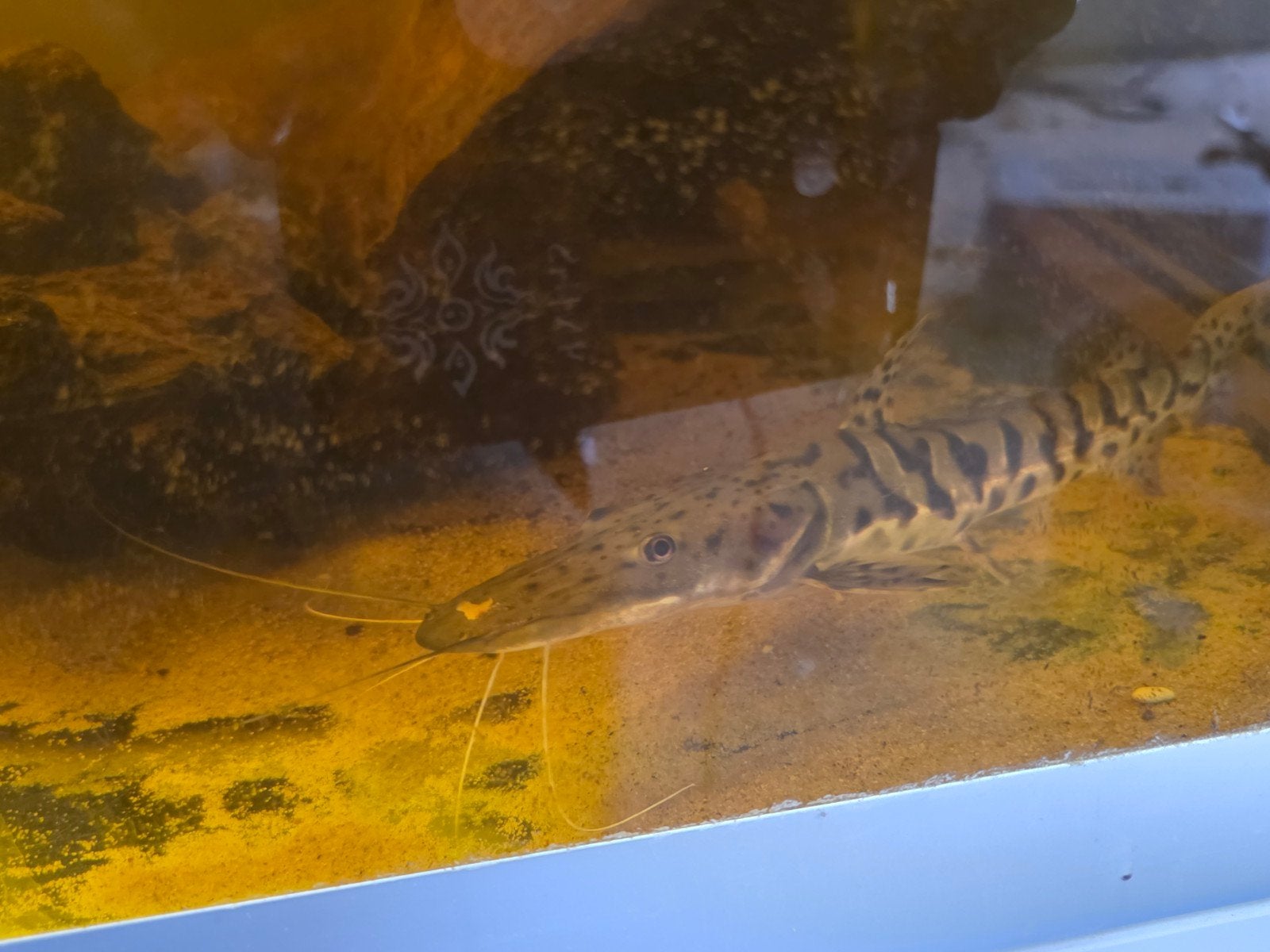 spatelbek meerval tiger shovelnose catfish 3 stuks, Dieren en Toebehoren, Vis
