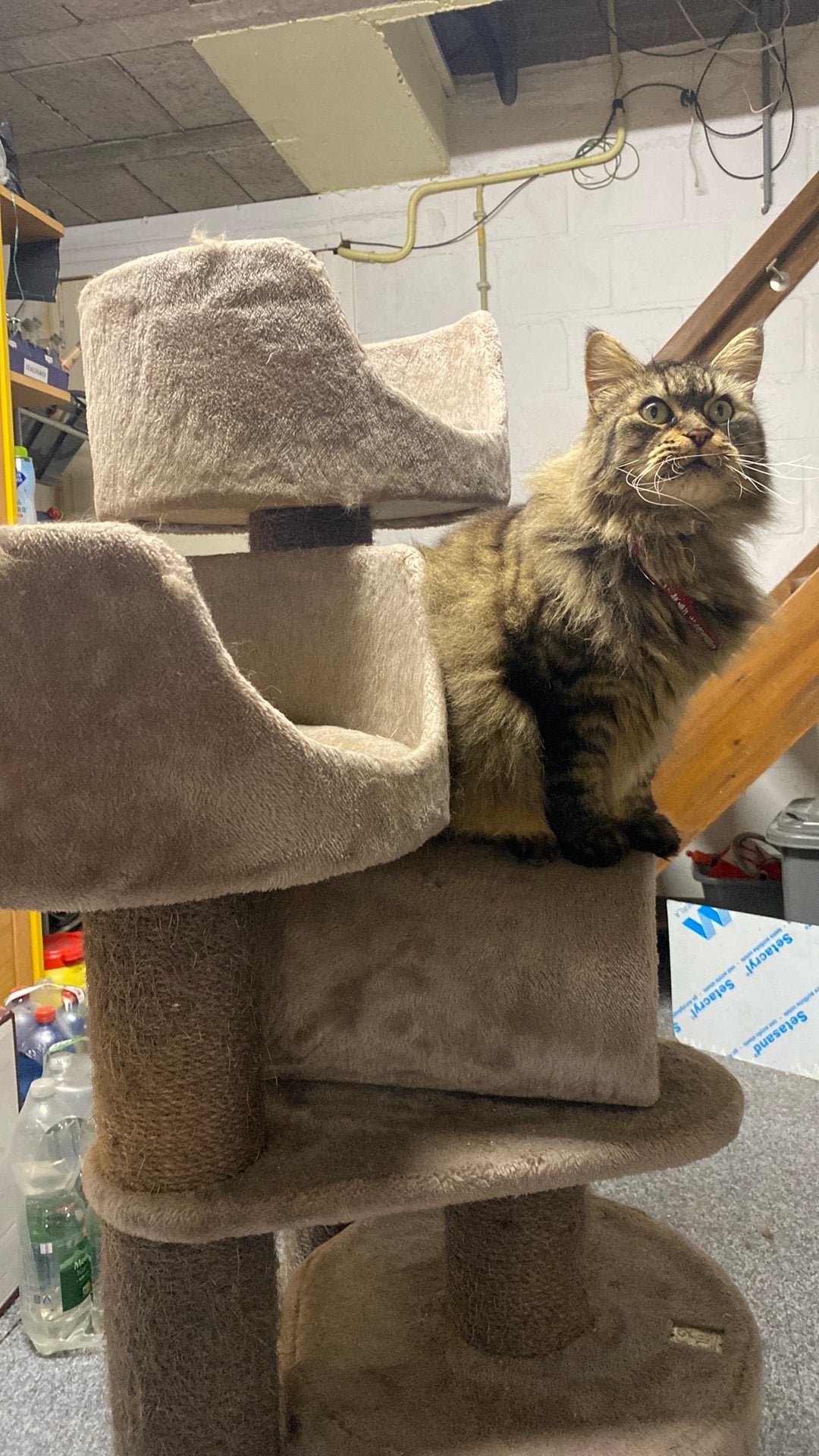 Mooie grote degelijke krabpaal in zeer goede conditie, Dieren en Toebehoren, Katten-accessoires, Ophalen, Zo goed als nieuw