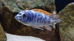 Labidochromis Thumbi West Malawi Cichliden, Dieren en Toebehoren, Vissen | Aquariumvissen, Vis, Zoetwatervis, Schoolvis
