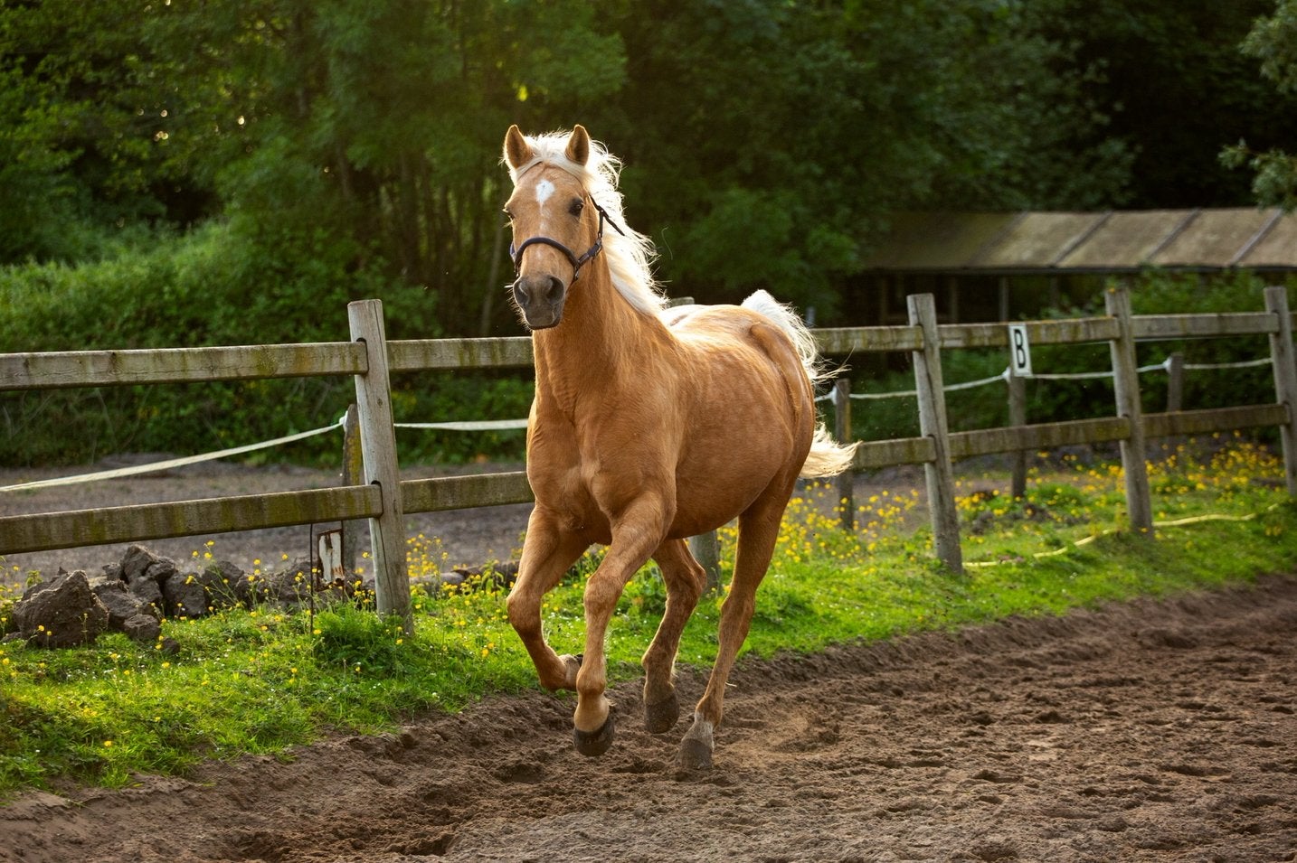 Lieve, ervaren verzorger voor grondwerk gezocht in Warmond, Verzorging of Verzorgpony's