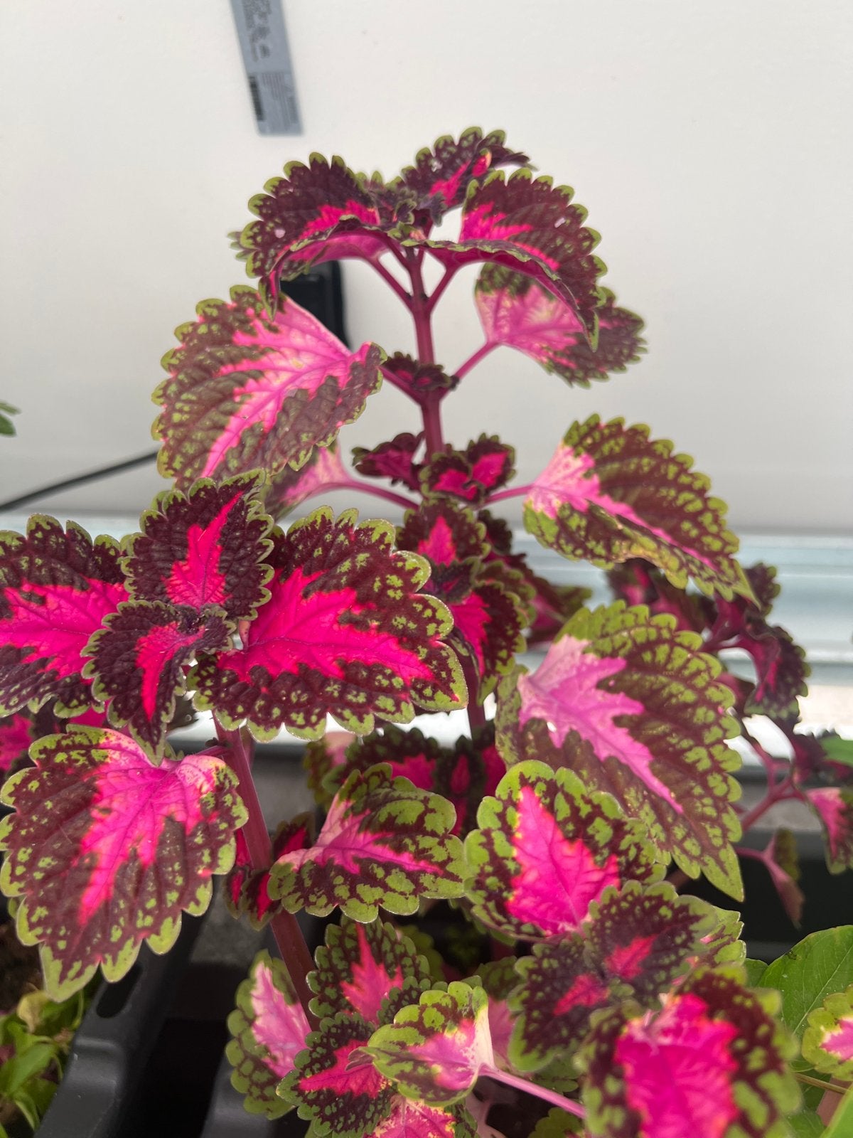 Coleus stekje of plantje - Prachtige kleuren, Eenjarig, Bloeit niet, Halfschaduw, Ophalen