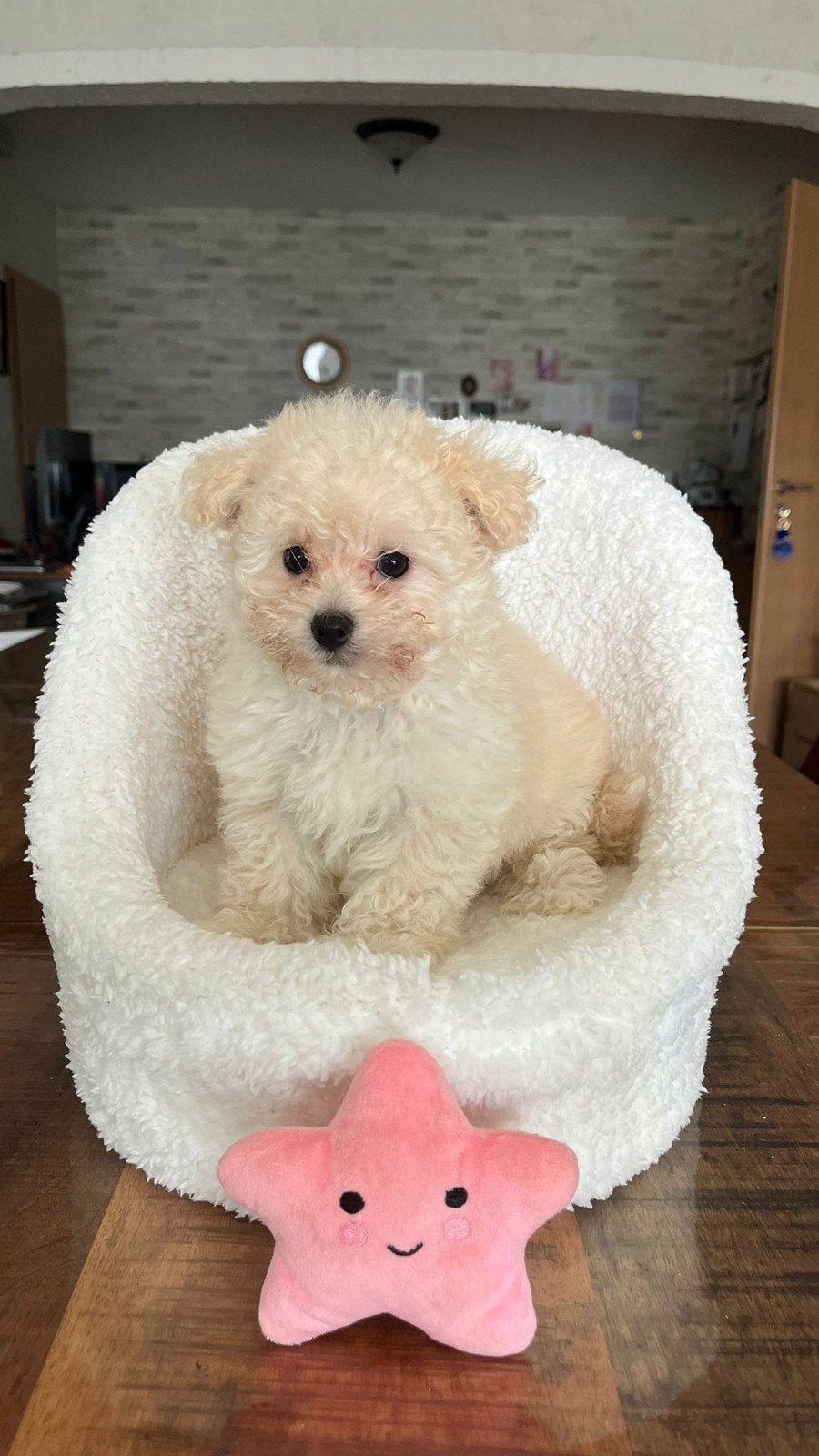 maltipoopups, Parvo, Overige rassen, 8 tot 15 weken, Meerdere dieren