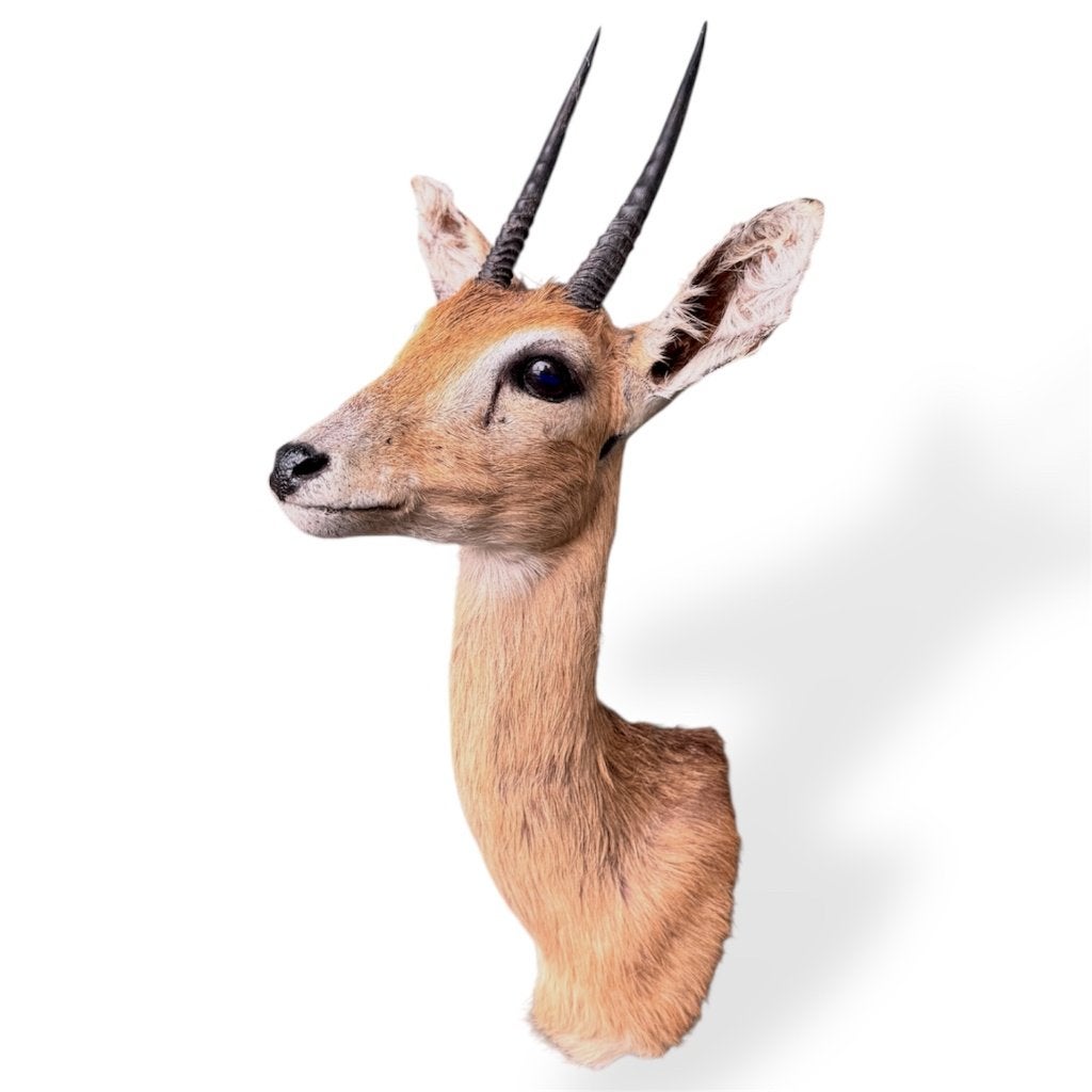 Shouldermount Oribi antilope, Ophalen of Verzenden, Nieuw, Overige soorten, Gewei of Kop