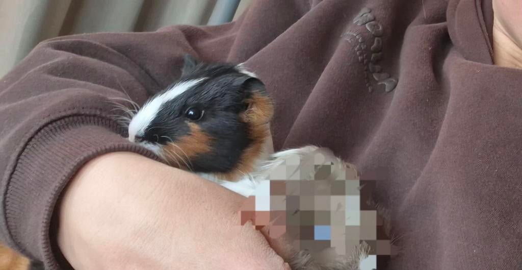 Cavia zeugje, zeug en kooi+, Dieren en Toebehoren, Februari, Vrouwelijk, Cavia