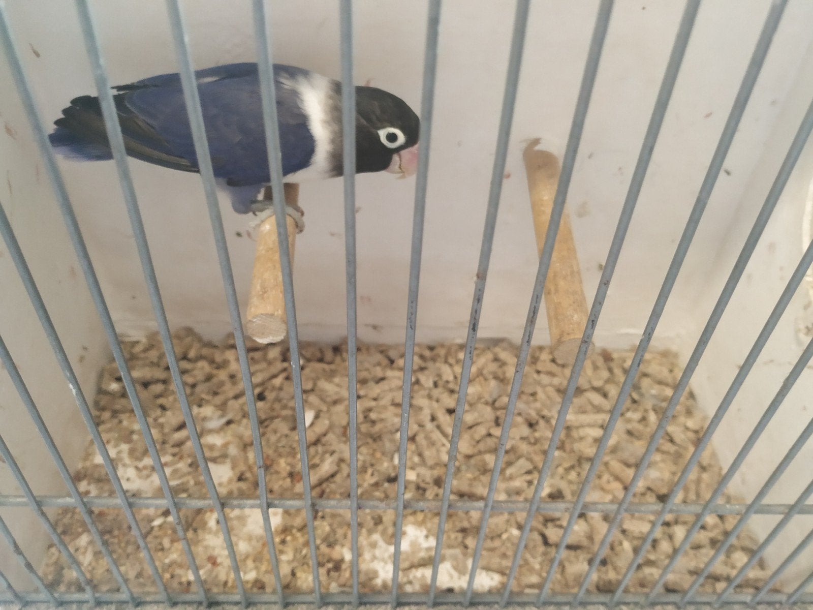 personata man, Dieren en Toebehoren, Vogels | Parkieten en Papegaaien, Mannelijk, Dwergpapegaai of Agapornis