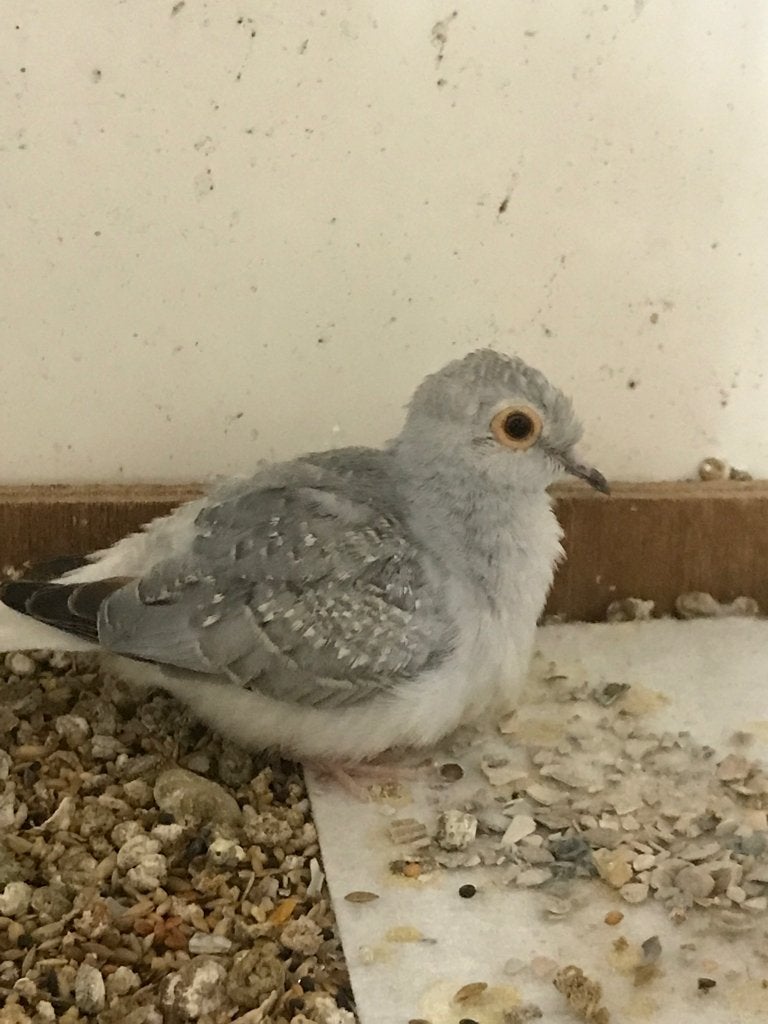 Aangeboden Mannetje diamantduif €6!, Dieren en Toebehoren, Vogels | Duiven, Mannelijk, Overige soorten