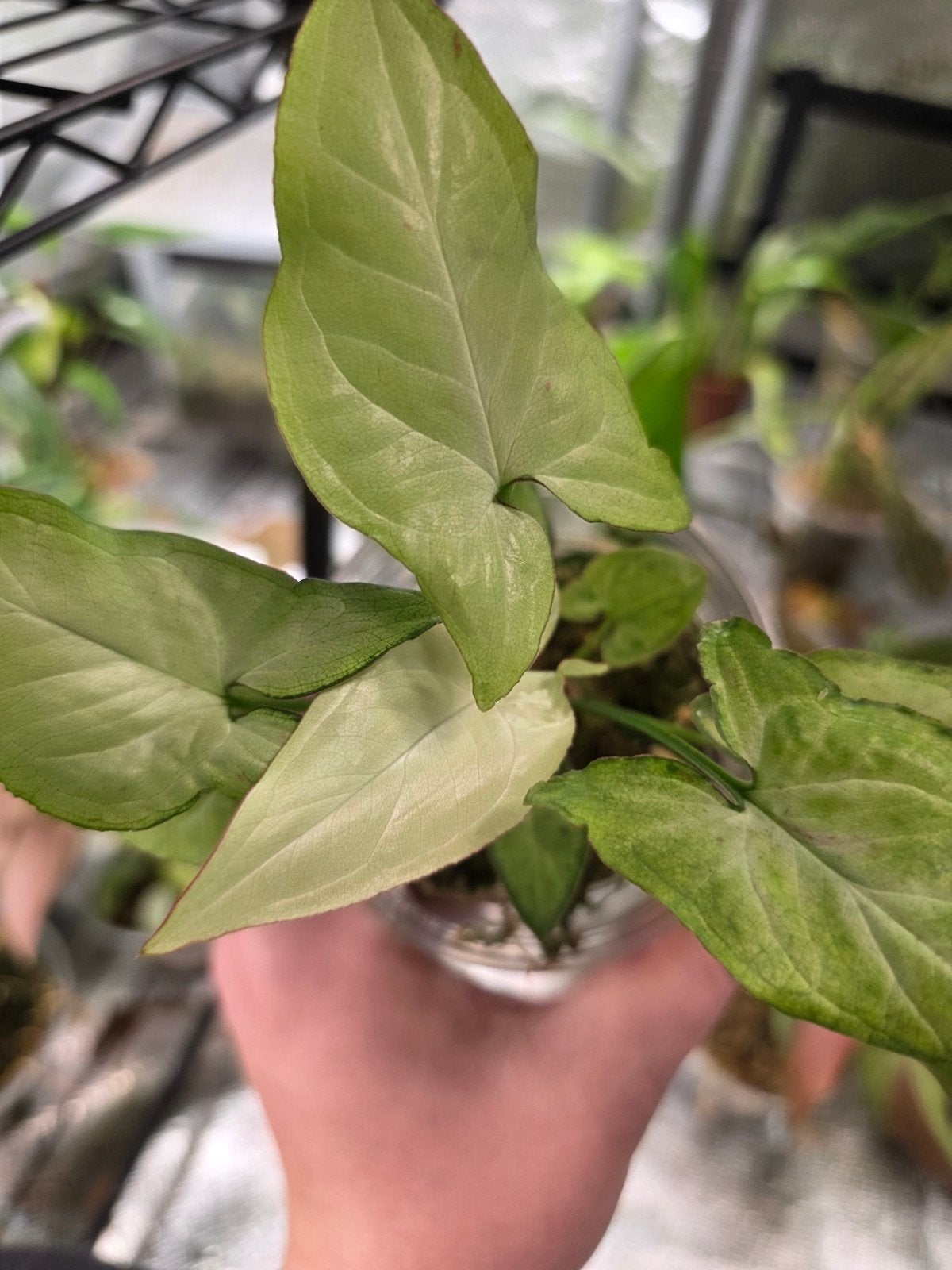 Syngonium confetti, Huis en Inrichting, Ophalen of Verzenden, Halfschaduw, Minder dan 100 cm
