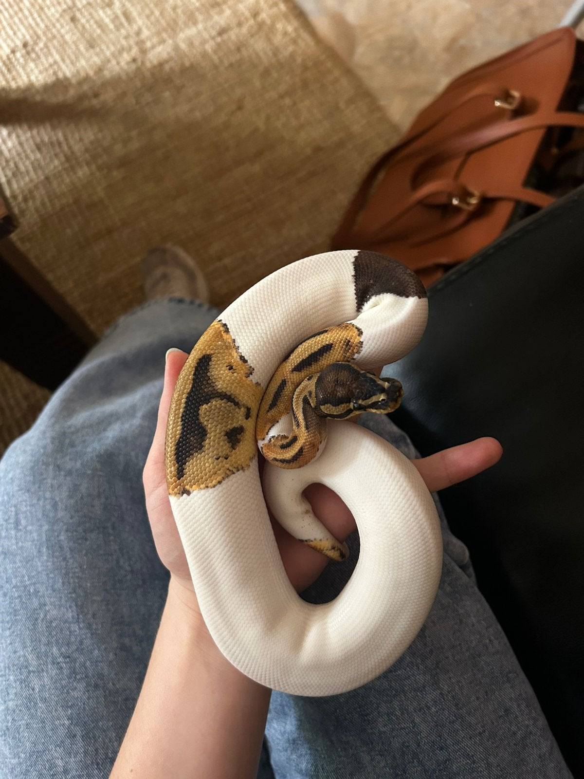 Koningspython + terrarium Ball Python photo 10