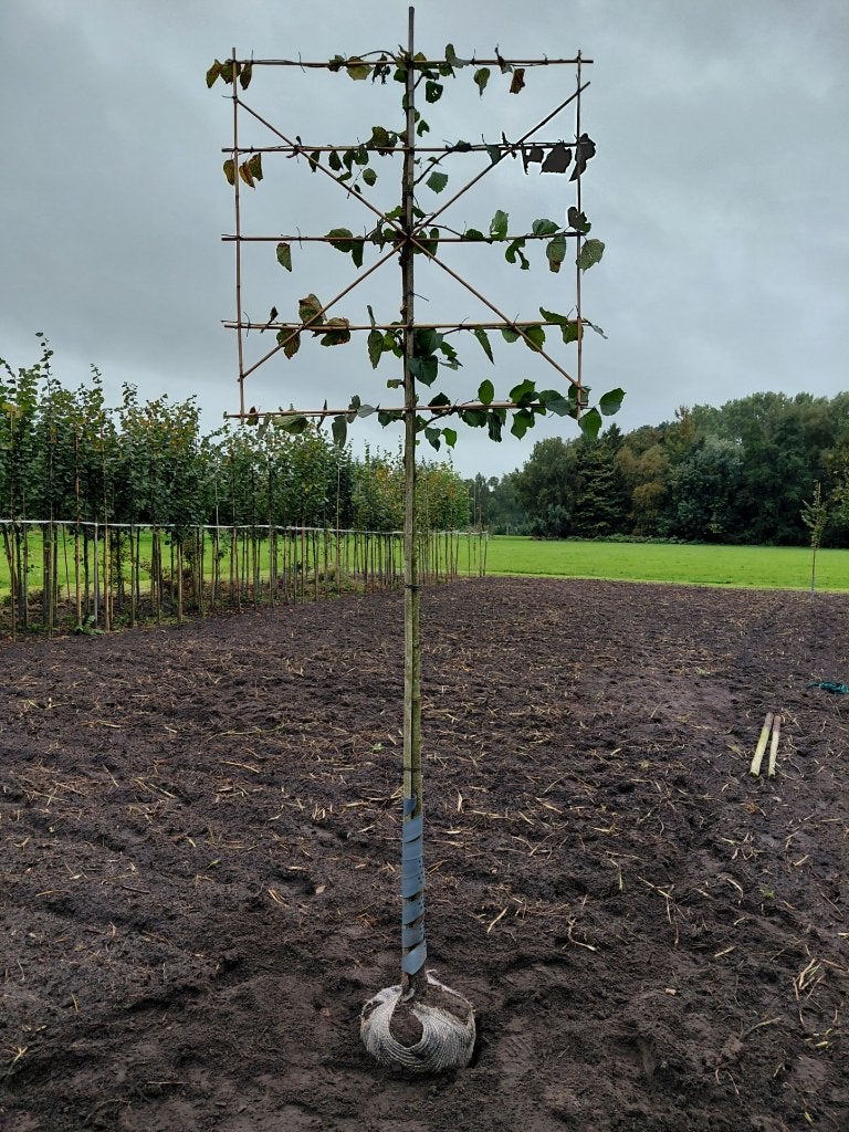 leilinde, Leiboom, Lente, 250 tot 400 cm, Ophalen