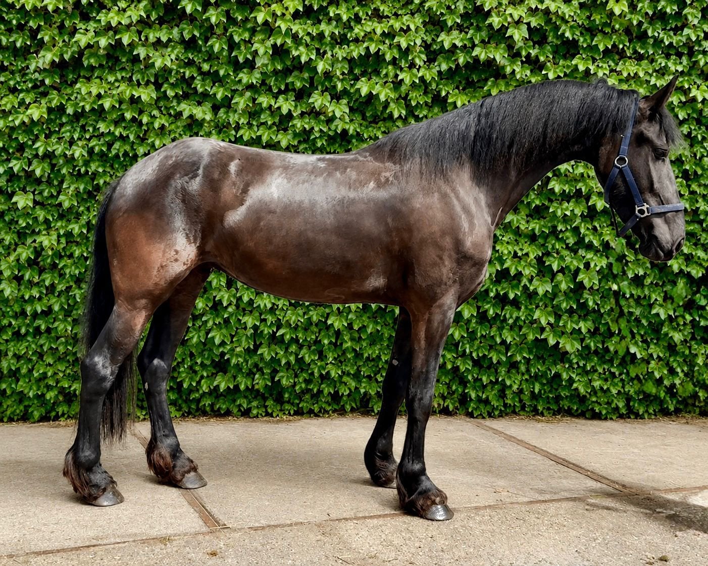 Stoere 4 jarige Barock pinto merrie, Dieren en Toebehoren, Paarden, Merrie, 160 tot 165 cm, Dressuurpaard, 3 tot 6 jaar
