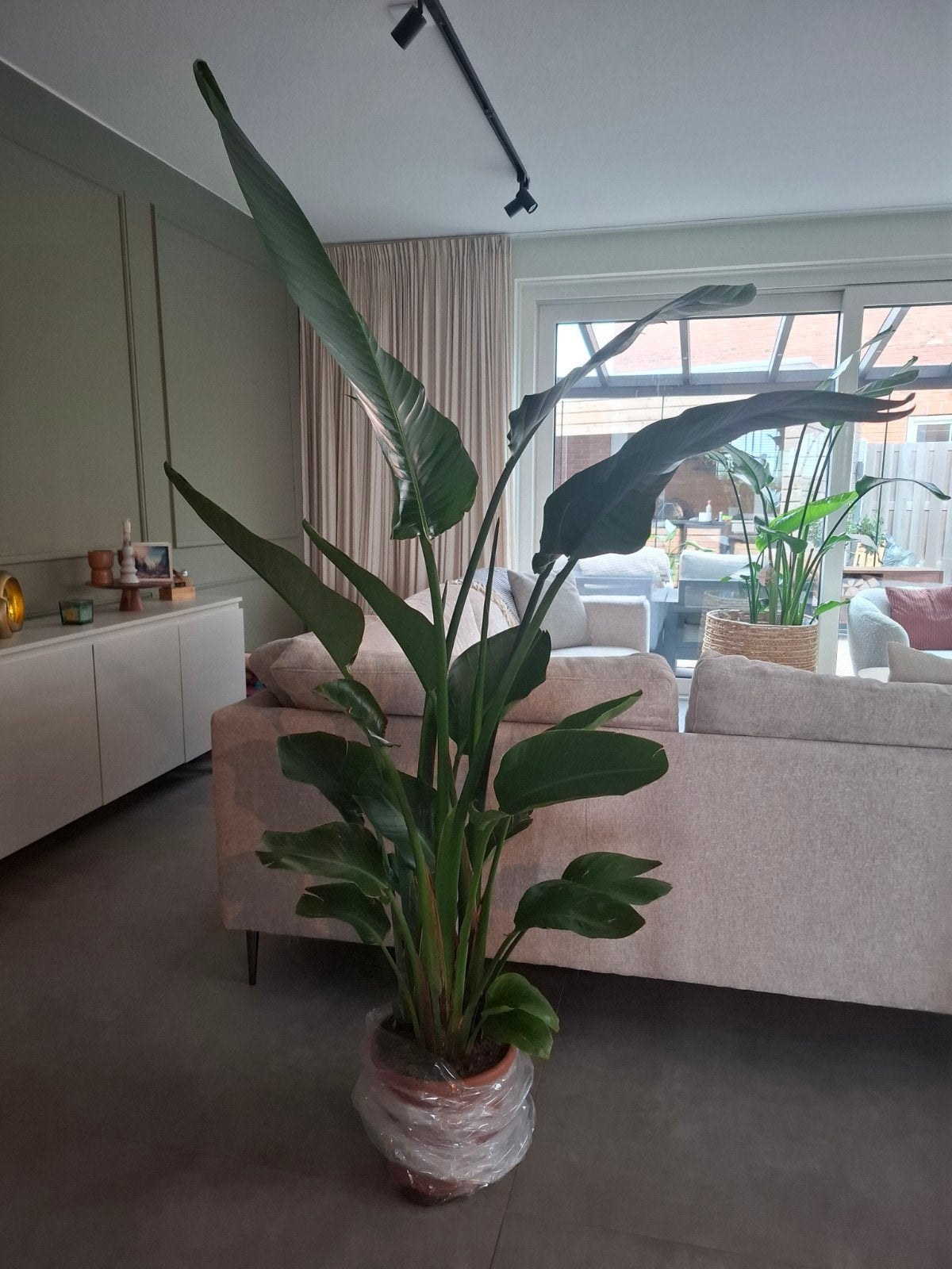 Strelitzia – 200 cm Hoog | Vol & Gezond, Ophalen of Verzenden, Halfschaduw