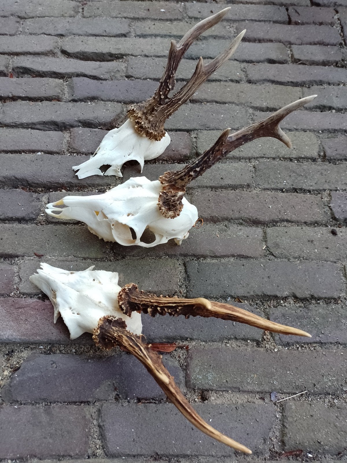 Lot geweitjes gewei reebok ree schedel landelijk, Ophalen of Verzenden, Hert, Schedel