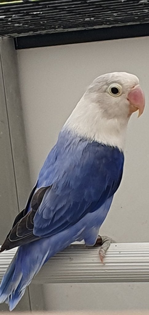 Dwergpapegaai, Geslacht onbekend, Dwergpapegaai of Agapornis, Geringd
