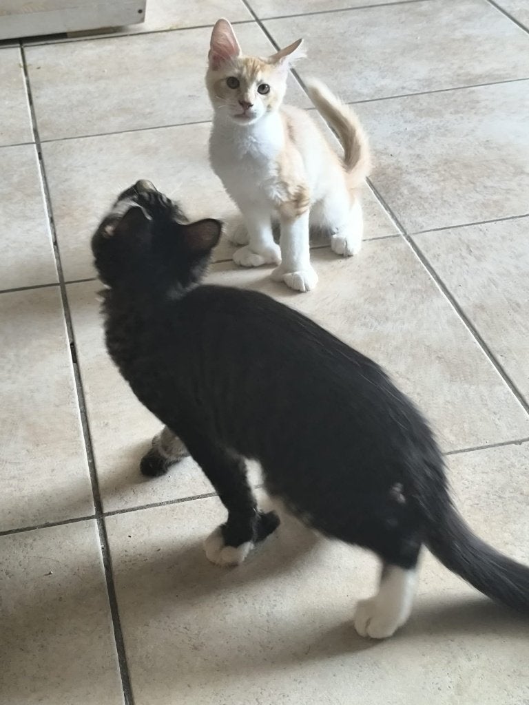 Polydactyl Maine coon kittens, Meerdere dieren, Gechipt, 0 tot 2 jaar