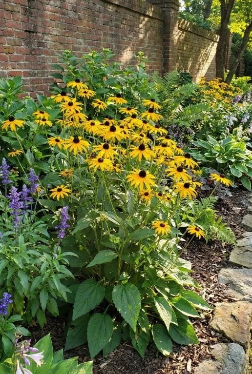 Vaste planten: Beemdkroon, Zonnehoed, Geum & Actaea japonica, Ophalen, Overige soorten, Minder dan 100 cm