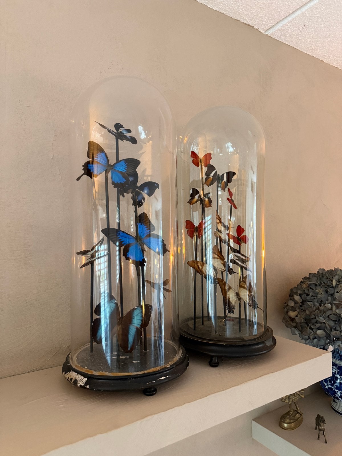 Set van 2 antieke stolpen met opgezette vlinders en onderzet, Glas, Ophalen, Gebruikt, Inclusief decoratie