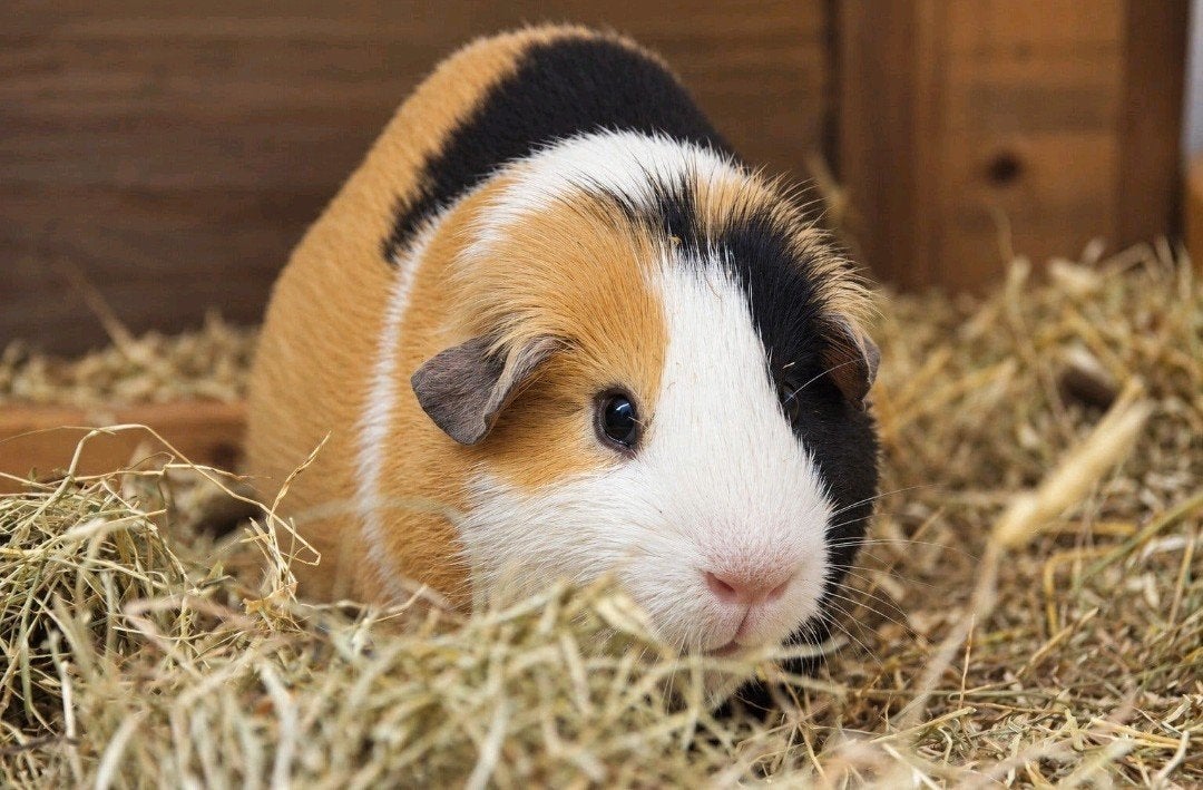 Lieve gladhaar cavia Henry e.v.t met kooi zoekt een thuis, Dieren en Toebehoren, Mannelijk, Tam, Maart, Cavia