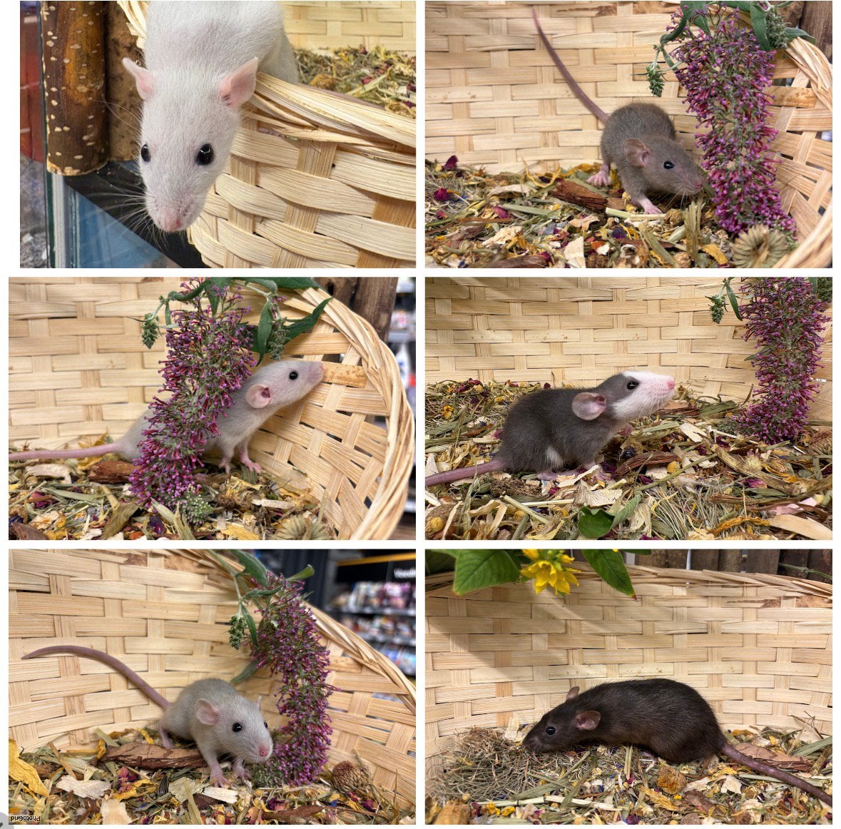 Lieve tamme dwergratten ( direct van de fokker)vrouw, Rat, Juni, Vrouwelijk, Tam
