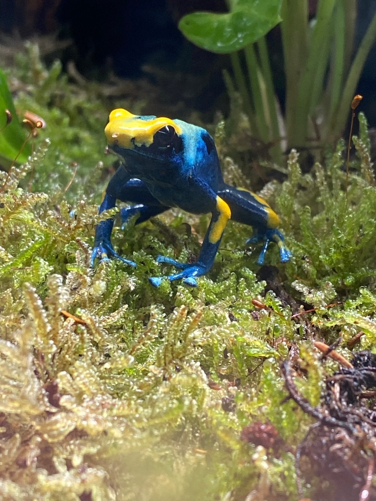 Pijlgifkikker Frog - unknown for sale from Sk