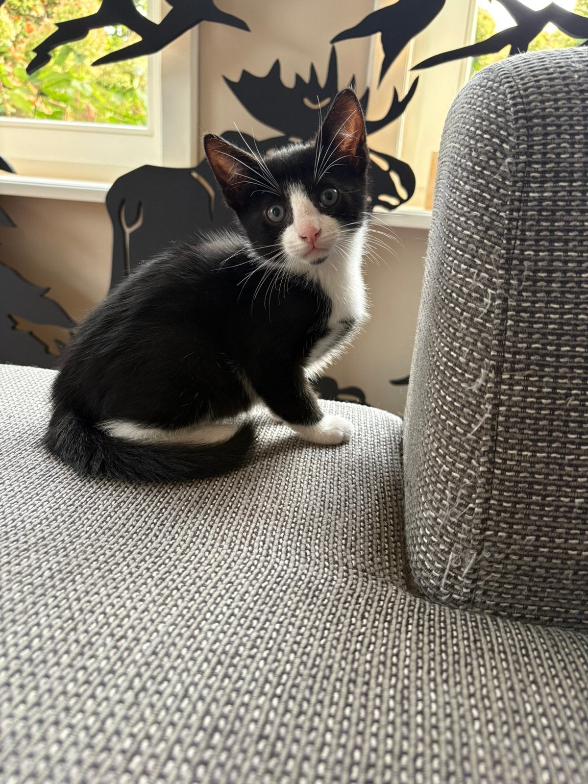 Kittens, Meerdere dieren, Ontwormd