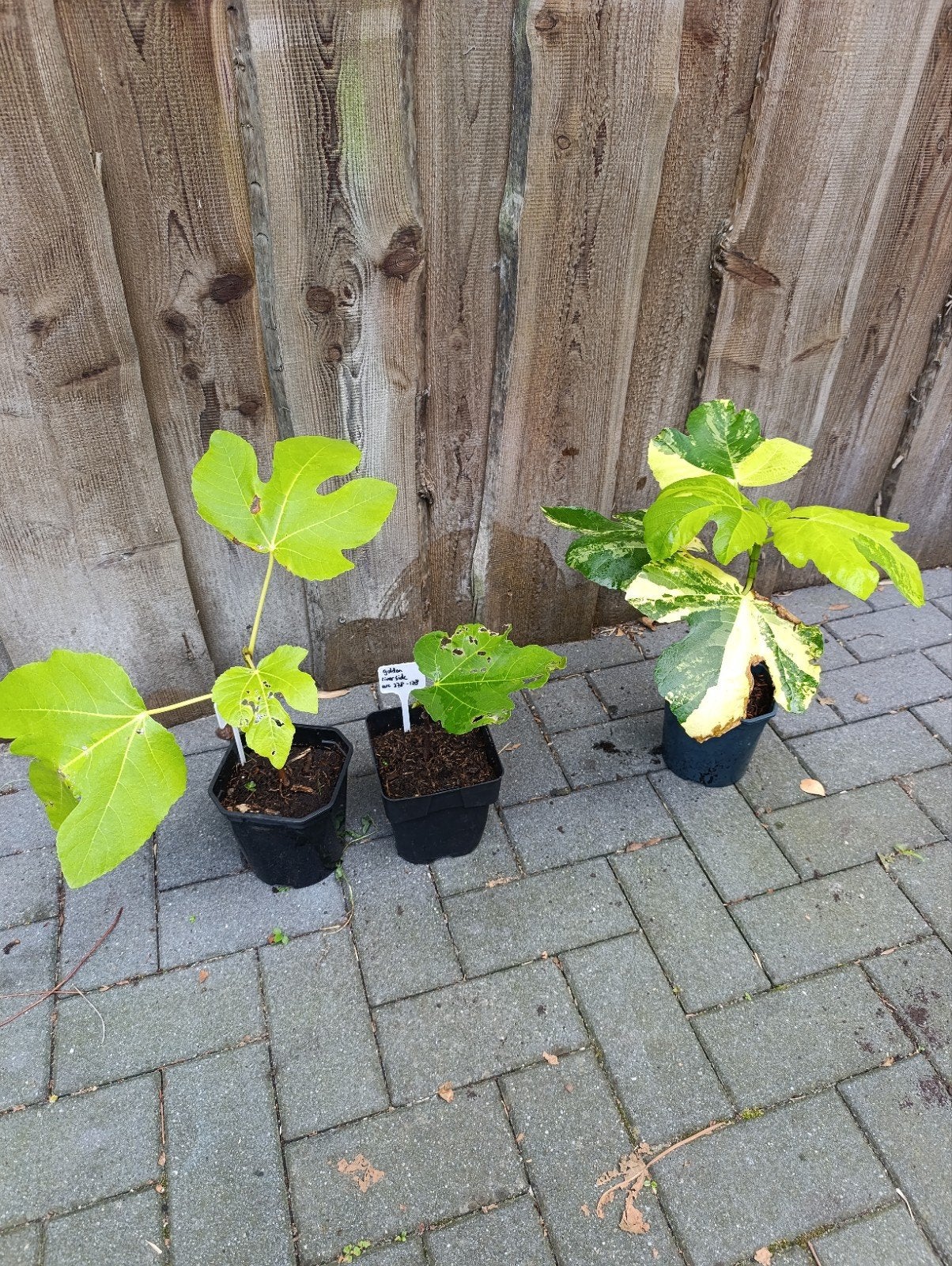 ficus carica rimada, Jolly tiger en golden Riverside, Ophalen, Overige soorten, Volle zon
