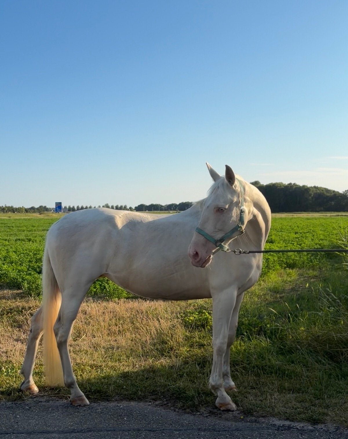 Paard/merrie te koop, Merrie, Minder dan 160 cm, Recreatiepaard, 7 tot 10 jaar