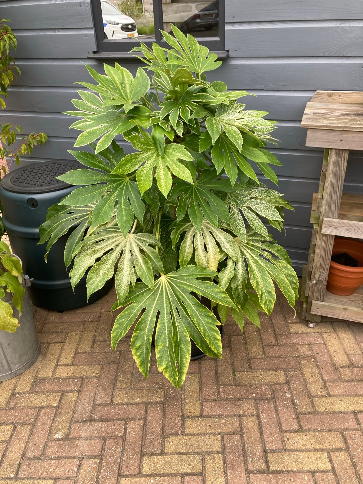 Mooie grote Fatsia Japonica 'Spider's Web' in pot, Vaste plant, Bloeit niet, Halfschaduw, Ophalen