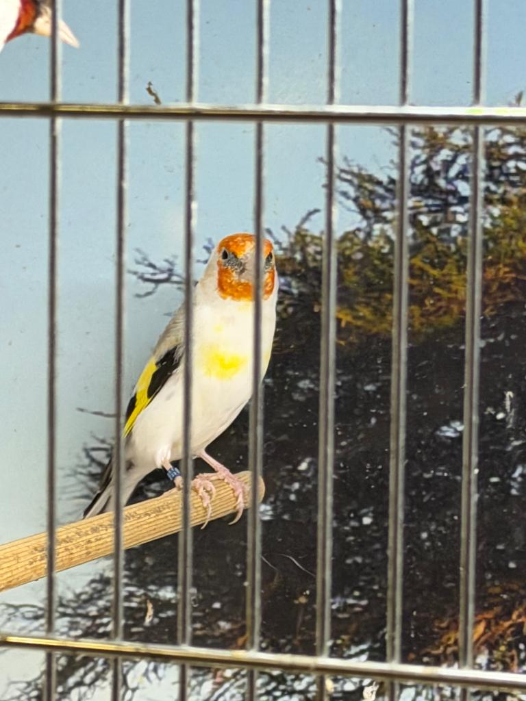 Koppel distelvinken, Dieren en Toebehoren, Vogels | Overige Vogels, Meerdere dieren, Wildzangvogel, Geringd