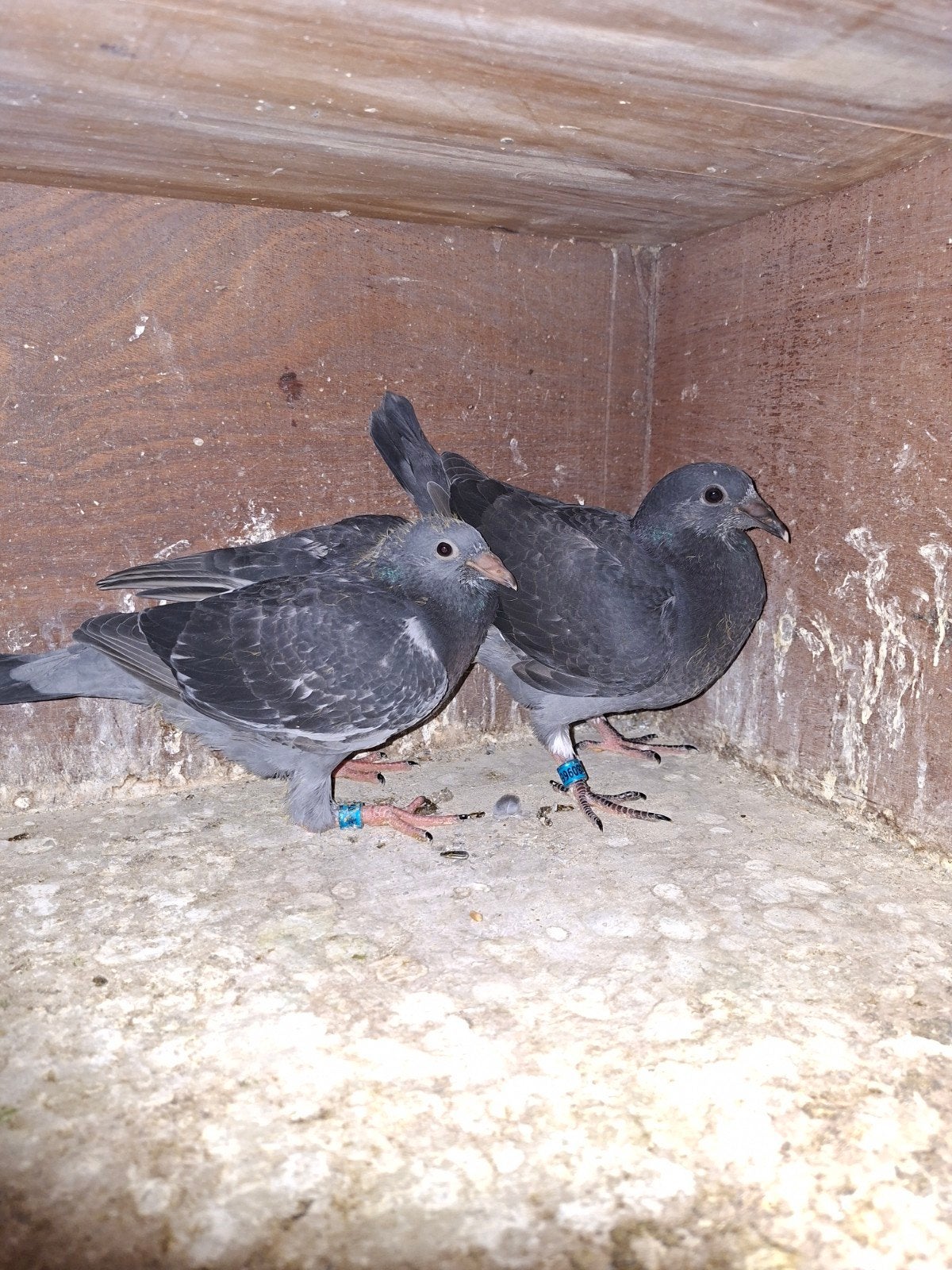 koppel jonge fondduiven, Meerdere dieren