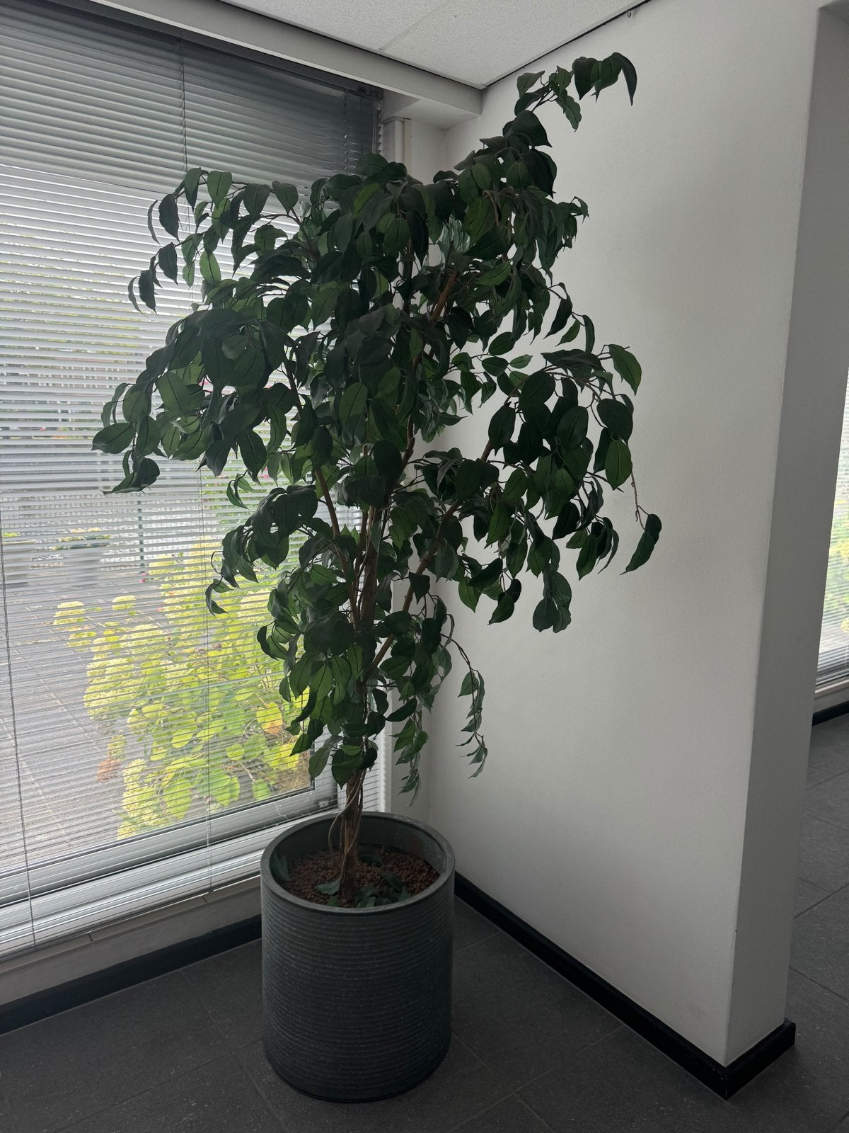 Kunst plant Ficus, Huis en Inrichting, Ophalen