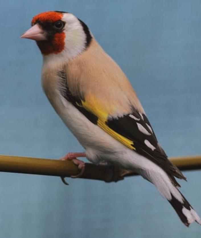 Gezocht major putter man!, Mannelijk, Wildzangvogel