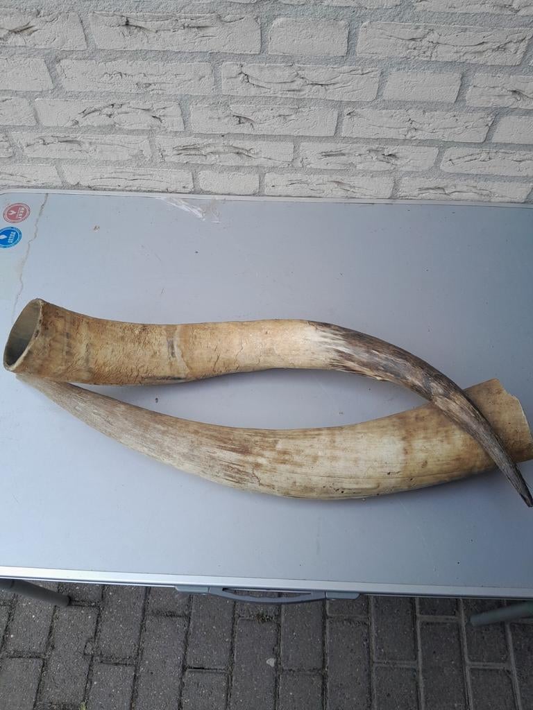 Long horn hoorns decoratie, Ophalen of Verzenden, Beeldje of Figuurtje