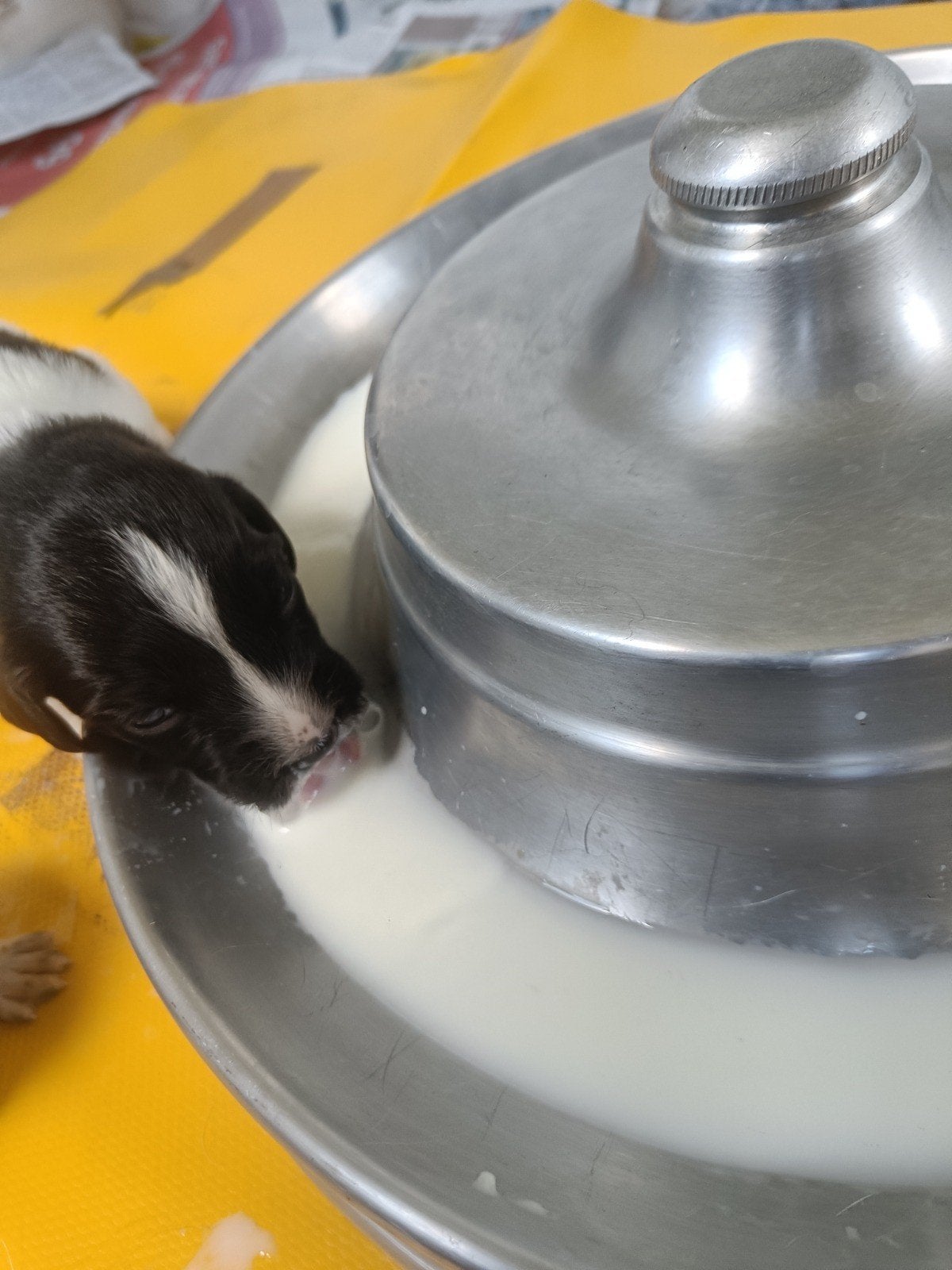 RVS  puppyvoerbak puppy trog, voerring, Ophalen of Verzenden, Anti-knoei, Zo goed als nieuw