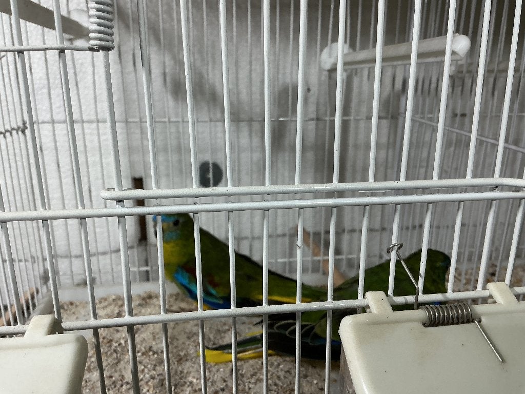 Turqoisine parkiet, Mannelijk, Parkiet